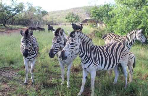 Vaalwater House | La Barune Game Lodge