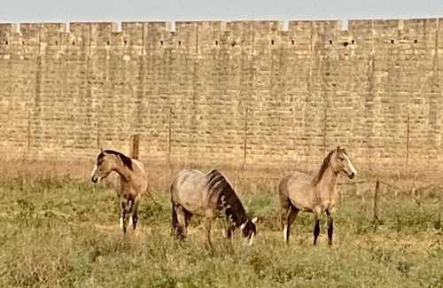 Aigues-Mortes Medieval City Bed & Breakfast | La COCARDIERE Room Breakfast included House SOL en CIEL