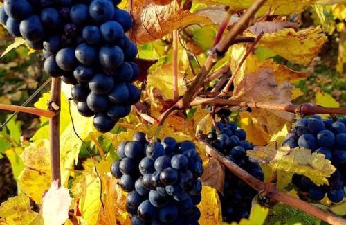 Meursault Villa | LA CONFRERIE à MEURSAULT au CŒUR DE LA BOURGOGNE