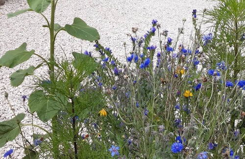 Champeaux House | La Dunette, a cozy nest between sea and countryside