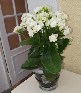 Flore Bed & Breakfast | La maison d`hôtes de Constance