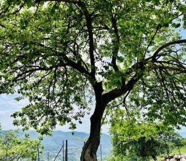 Salerno Bed & Breakfast | La Riggiola