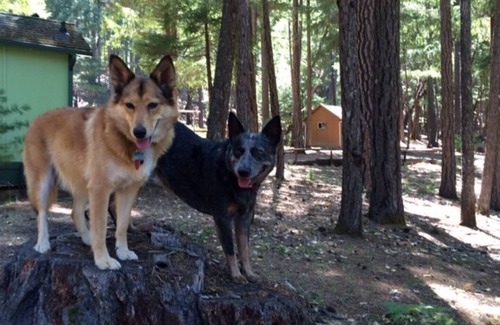 Potter Valley Cabin | Lake Pillsbury, Hull Mt.Cabin 2BR1Ba w/deck
