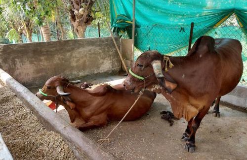 Alibaug Villa | LAKSHMI FARM
