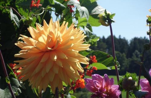 Frutenhof Hotel | Landgasthaus Sonne