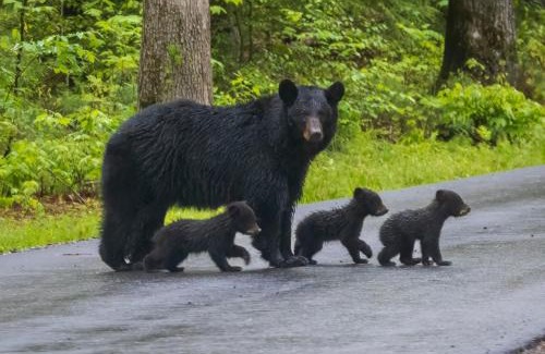 Gatlinburg - Pigeon Forge House | Lazy Bear Lake, Fishing, Hot Tub, WIFI, 685 in FREE Attraction tickets each paid day!