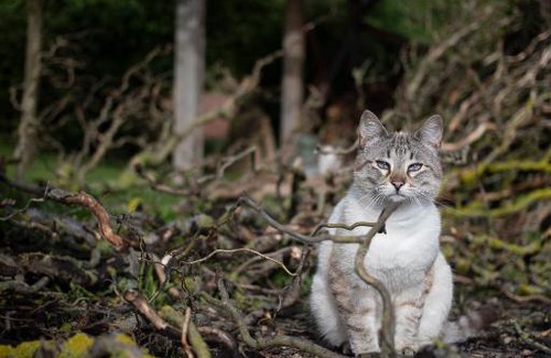 Versols-et-Lapeyre House | Le Chat Blanc Gîte