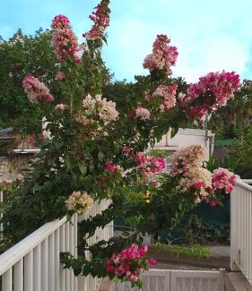 Saint-Pierre Apartment | Le Goyavier