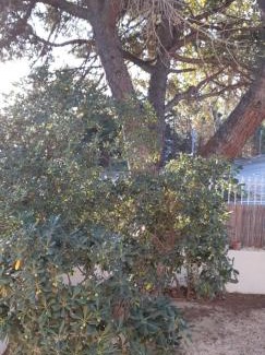 Perpignan Bed & Breakfast | Le Mas Palegry chambres d'hôtes Perpignan Suite avec vue sur jardin