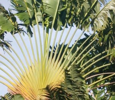 Afareaitu House | Le papayer