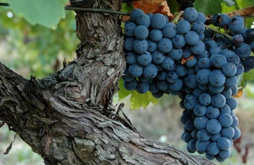 Laure-Minervois Apartment | Le Ramonétage, Vivez une expérience vigneronne