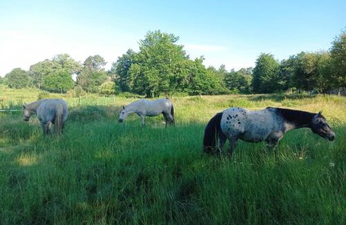 Saint-Paul-en-Born Bed & Breakfast | Le Ranch Amadeus