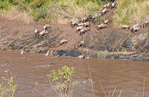 Maasai Mara Other | Lepuan safari