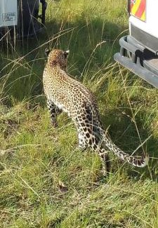 Maasai Mara Other | Lepuan safari