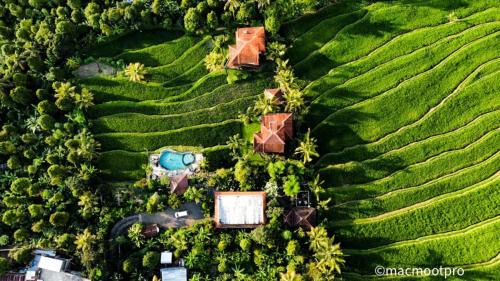Munduk Hotel | Lesong Hotel and Restaurant
