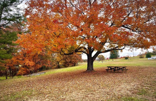 Victor House | Lester Lodge minutes to New River Gorge. Charming 5 bedroom house on 4.5 acres