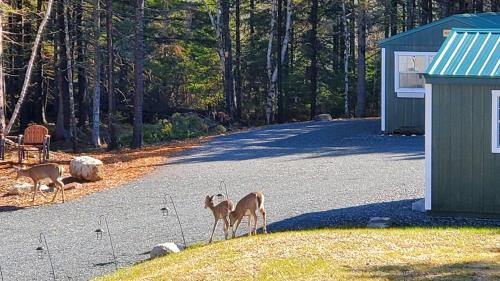 Bass Harbor House | Lighthouse Cabins Maine