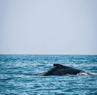 Tofo Bed & Breakfast | Liquid Dive Adventures