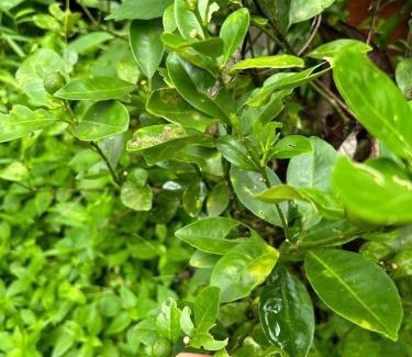 Perumbavoor House | Little Country Home
