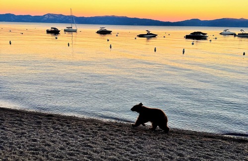 Sunnyside Cottage | Little Rock Cabin Tahoe City- Hot Tub, Pet Friendly, 1/2 mile walk to Lake Tahoe