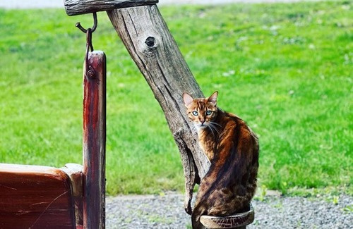 Drouin West House | Little Sherwood Drouin Petting Zoo & Cottages