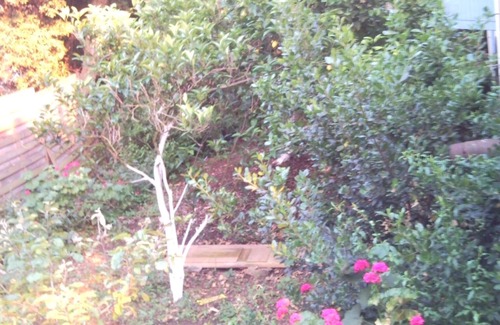 Coti-Chiavari Apartment | .Little studio countryside and sea. Beautiful sea view