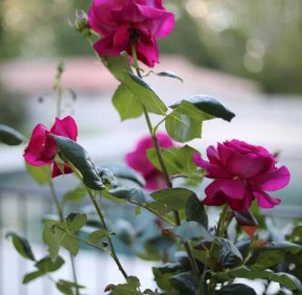 Avignon Other | Lodges & Nature - 71