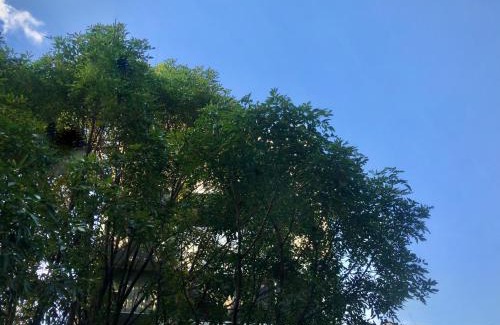 Colonia Cuauhtemoc Apartment | Loft Increíble en la mejor ubicación de la CDMX