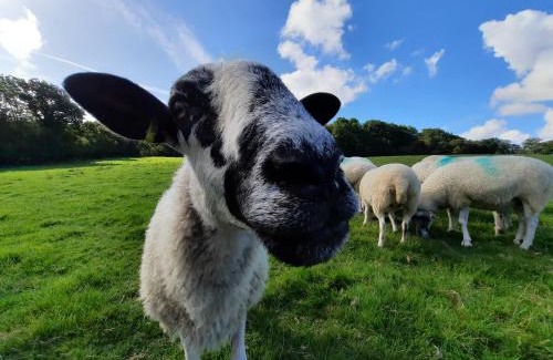 Swimbridge House | Lower Hearson Farm Cottages, animal experiences, seasonal outdoor heated pool, games barn, free fast WiFi, free parking