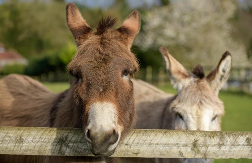 Blandford Forum House | Luccombe Farm Holiday Cottages