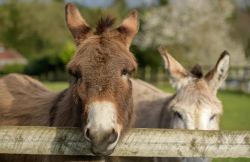 Blandford Forum House | Luccombe Farm Holiday Cottages