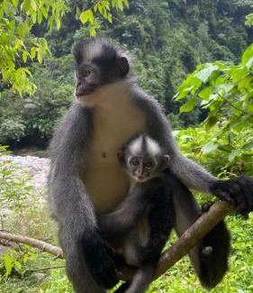 Bukit Lawang House | Lucky Bamboo'Bungalows-Resto and Orangutan Jungle Trekking Tours