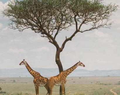 Maasai Mara House | Luluka Guest House