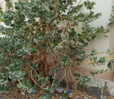 Lusail Apartment | Lusail2BedroomsN23