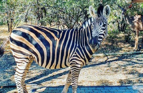 Marloth Park Villa | Luvivane Luxury Villa
