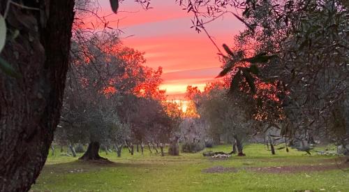 Carovigno Villa | LUXUS VILLA WITH SWIMMINGPOOL, 1-6 p., CAROVIGNO