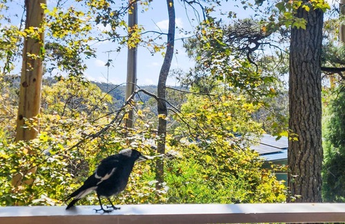 Blackheath House | Maggies Nest In Blackheath