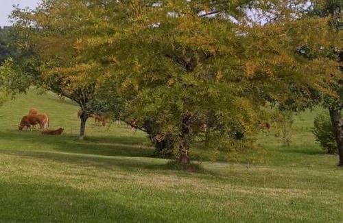 Hautefort House | Maison à Hautefort avec clim, vélos gratuits, animaux admis - FR-1-616-164