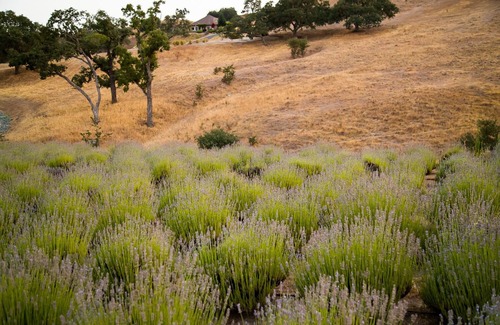 Lake Nacimiento House | Majestic 3 Bed, 2 story loft/majestic farm in Paso Robles
