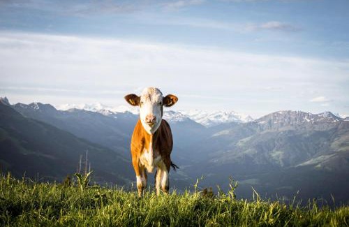 Westendorf House | Mannharthof