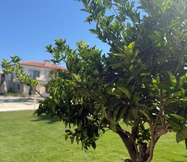 Alacati Apartment | Mara Bahçe Alaçatı