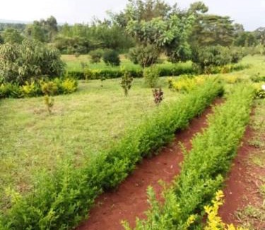 Kigoma House | MARK-A Karama Vacation