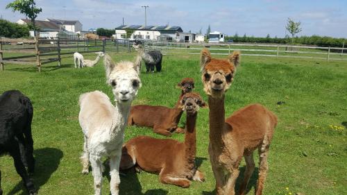 New Holland Other | Marshland Alpacas Glamping Lodge