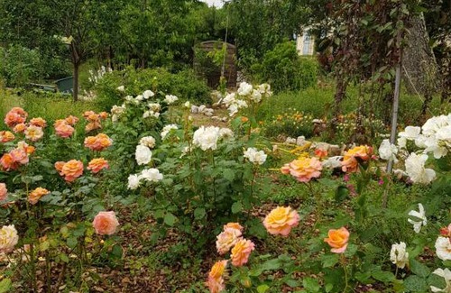 Roquefort-les-Pins Bed & Breakfast | Mas d'Azur