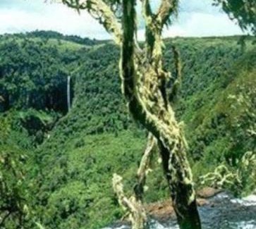 Aberdare National Park House | Maverick Camp, Rondavels and Homestay