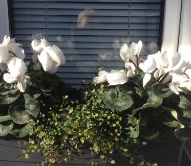 Stockum Apartment | Messewohnung Düsseldorf-Nord