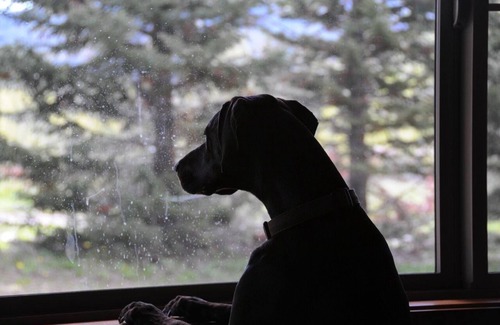 Lazy Acres Cabin | Mini-Moose Cabin-Best Value & Only Minutes to Yellowstone Park!