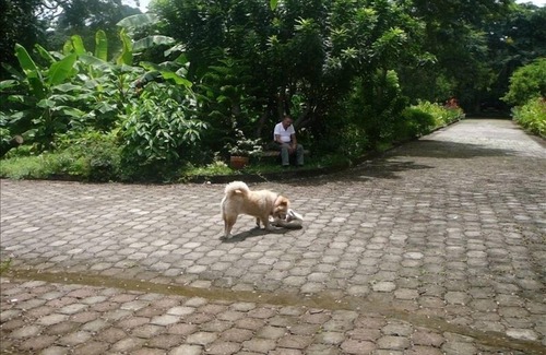 Managua Villa | Modern House in Managua Suburbs, Within a Lush Garden Setting.