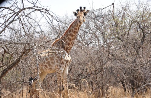 Madibeng Cabin | Mokuru Private Nature Reserve