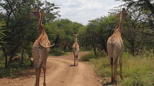 Tshwane Resort | Monateng Safari Lodge